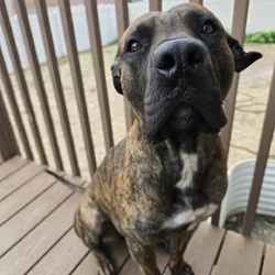 Presa Canario -14 month old intact male