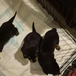 Rottweiler puppies