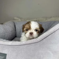 Shih Tzu Girl Puppy (Muffy)