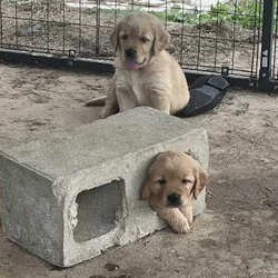 Cedar Creek Golden Retrievers