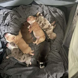 Olde English/ English bulldogs