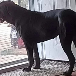 3 yr old Female Cane Corso for Sale