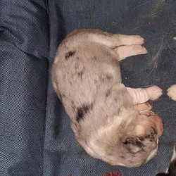 Mini Husky-Aussie Puppies