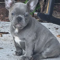 French bulldog babies