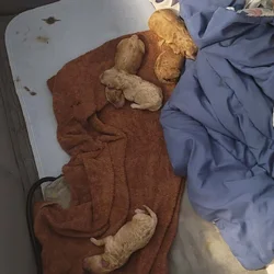 Newborn Labradoodles for Sale