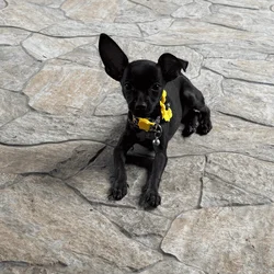 Chihuahua puppy