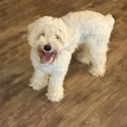 Puppy for Sale
