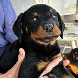 Rottweiler puppy