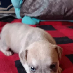 Mixed breed puppies