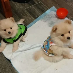 Pomeraninans for sale