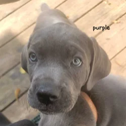 Cane Corso puppies