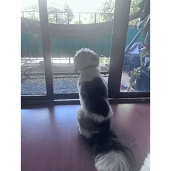 🐾 Meet Panda & Snow 🐾