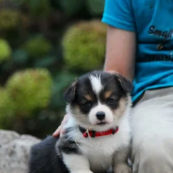 Family Raised AKC Pembroke Welsh Corgi Puppies