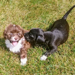 Very lovable 8wk M/F mini poodle mix