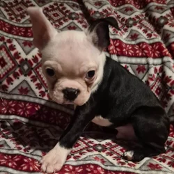 Black and white Boston Terrier puppy
