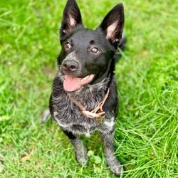 Looking for free dog or puppy