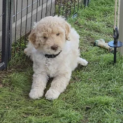 Exceptional F1BB 8 week old Goldendoodle Puppies