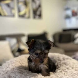 Yorkie for sale - Nyla