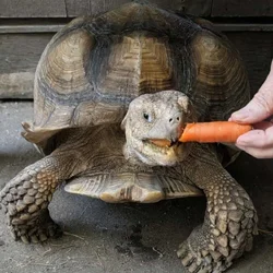 African Spurred Sulcata Tortoise, male, 60+lbs 8yr