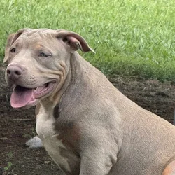 Sami Needs a New Home