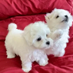 Maltese puppy
