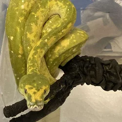 Green Tree Python
