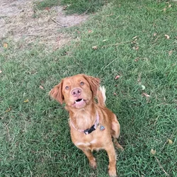 Peach - A lovable dog- looking for a good home!
