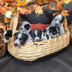 Blue heeler