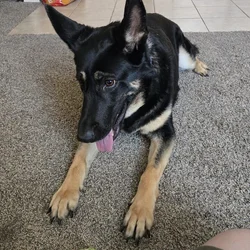Pure breed looking for new home