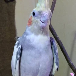 Male Cockatiel