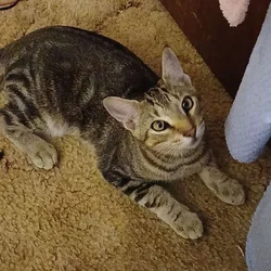 2 American Wirehair Kittens Available