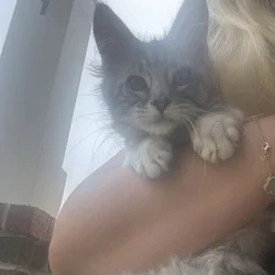 Gorgeous female Maine coon