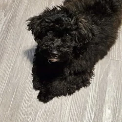 Energetic shorkiepoo
