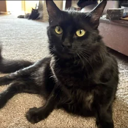 Black Bombay/Maine Coon mix