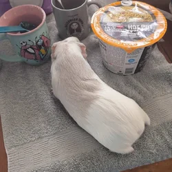 2 Bonded Female Guinea Pigs