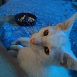 Free kittens
