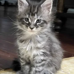 Sweet polydactyl Kiara