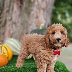 Grover-Mini Poodle