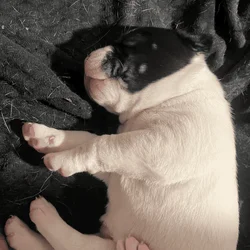 Pitbull / Great Dane puppy