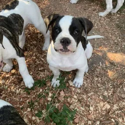NKC American Bulldog Pups, Born 6/25/26