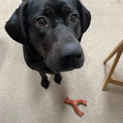 Sweet Black Lab Mix Looking for a Forever Home