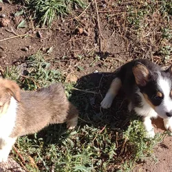 Smaller sized corgis