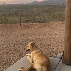 Re-home Carolina dog