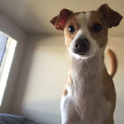 8yr old Jackchi in need of a childless home