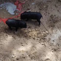 Piglets for sell