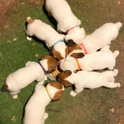 Jack Russell Terrier puppies!