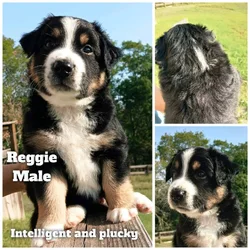 Aussiedor/Sheprador puppies