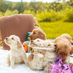 Goldendoodle puppies