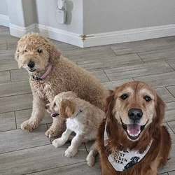 Goldendoodle Puppies