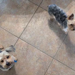 Yorkie Puppies